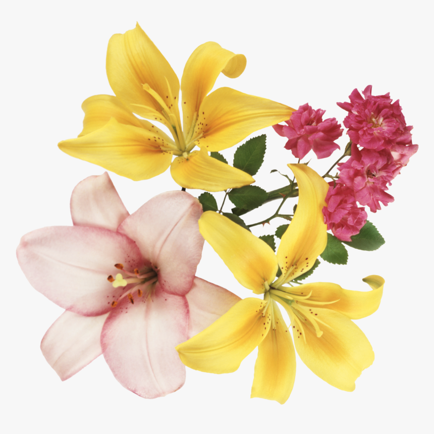 Flores En Formato Png, Transparent Png