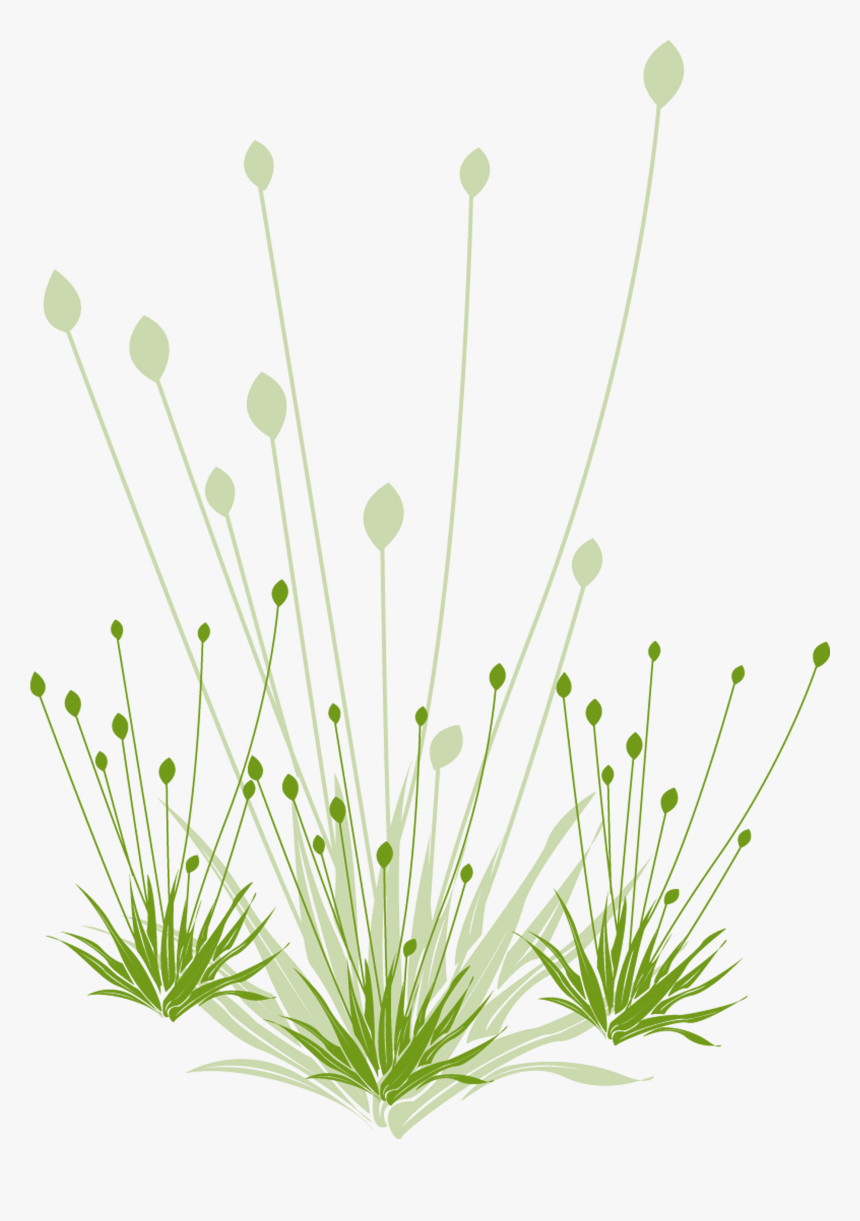 Grass, HD Png Download