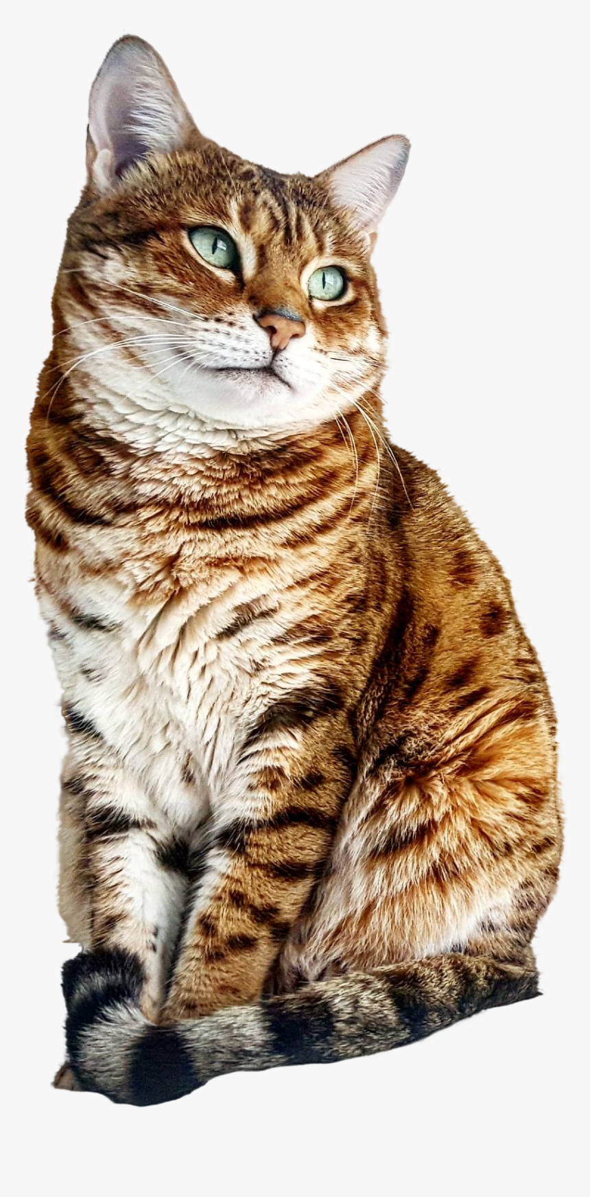 Bengal American Shorthair, HD Png Download