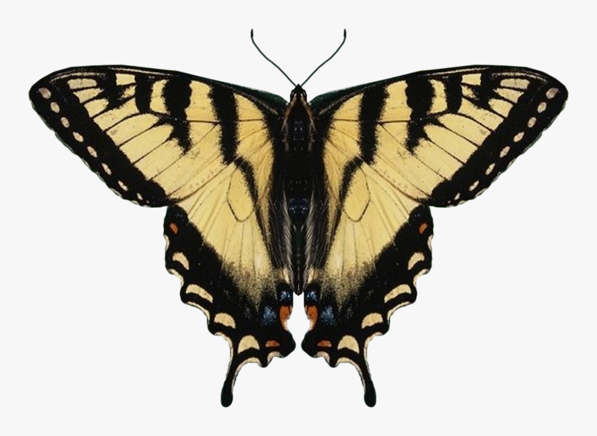 Eastern Tiger Swallowtail Butterfly Wings, HD Png Download