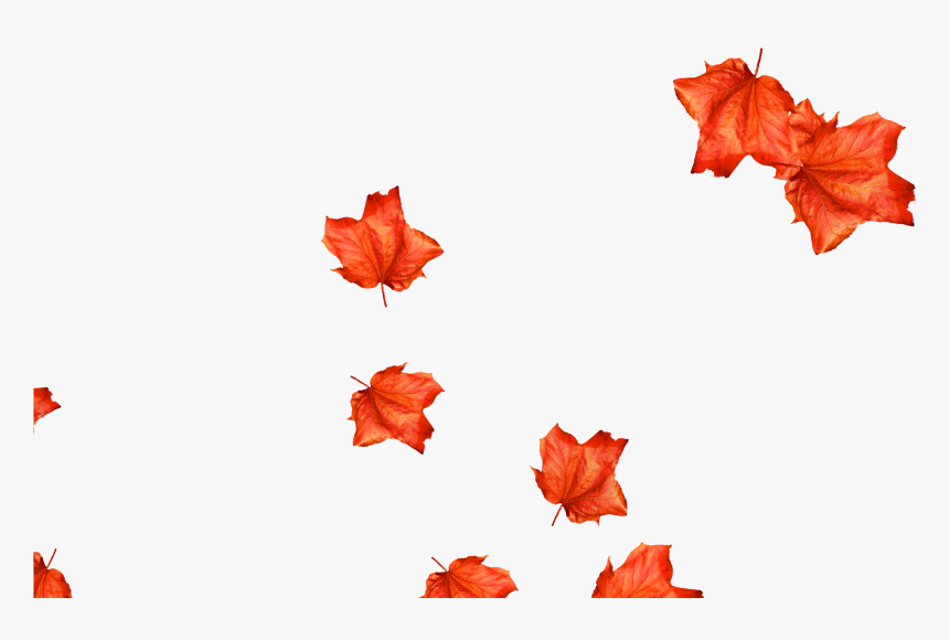 Maple Leaf, HD Png Download
