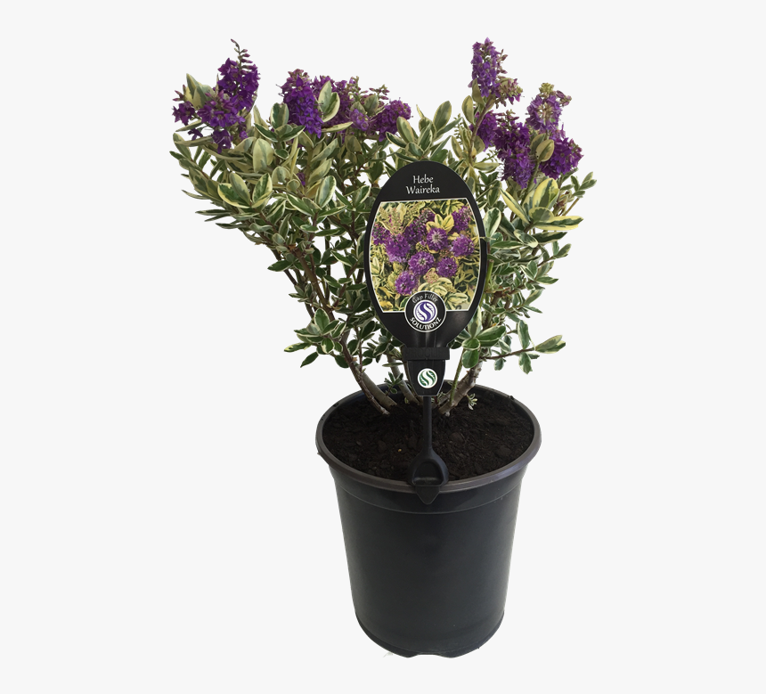 English Lavender, HD Png Download