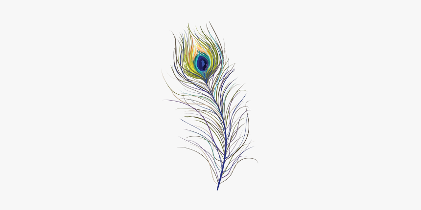 #feather #feathers #peacock #peacockfeather #peacockfeathers - Sketch, HD Png Download