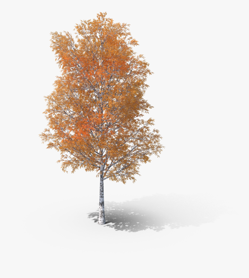 Birch Branch Png, Transparent Png
