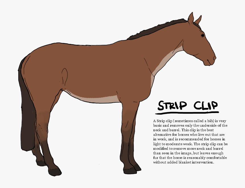 Transparent Bib Png - Strip Clip For Horses, Png Download