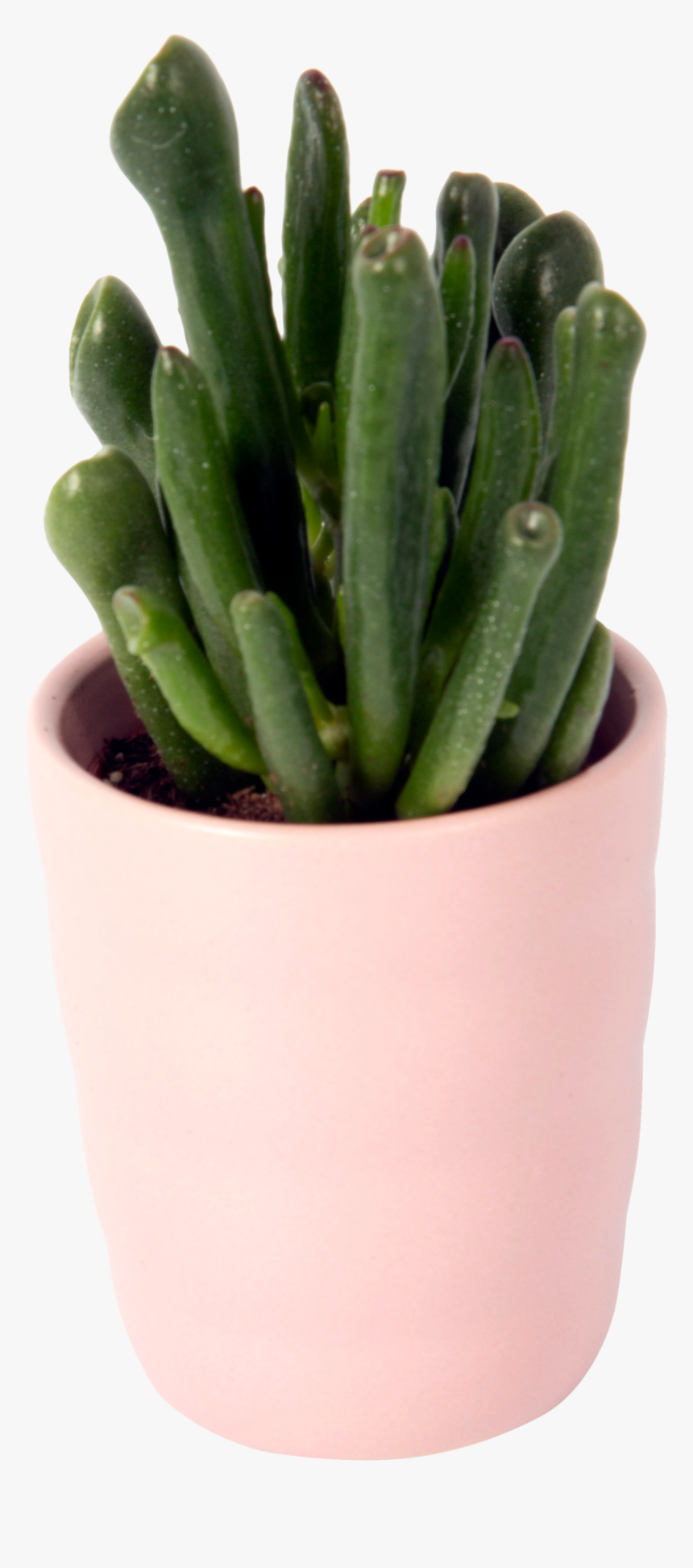 Flowerpot, HD Png Download