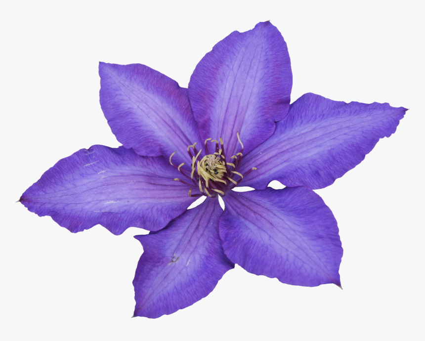 Flores En Png, Transparent Png