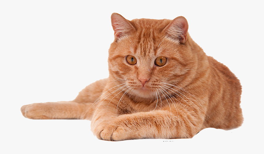 Cat Png, Transparent Png