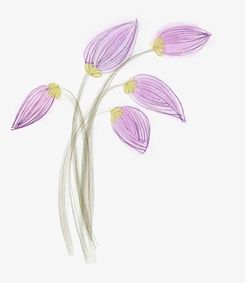Lilac Bulbs, HD Png Download