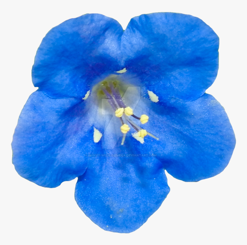 Blue Flower Png By Bunny With Camera On Deviantart - Real Blue Flower Png, Transparent Png