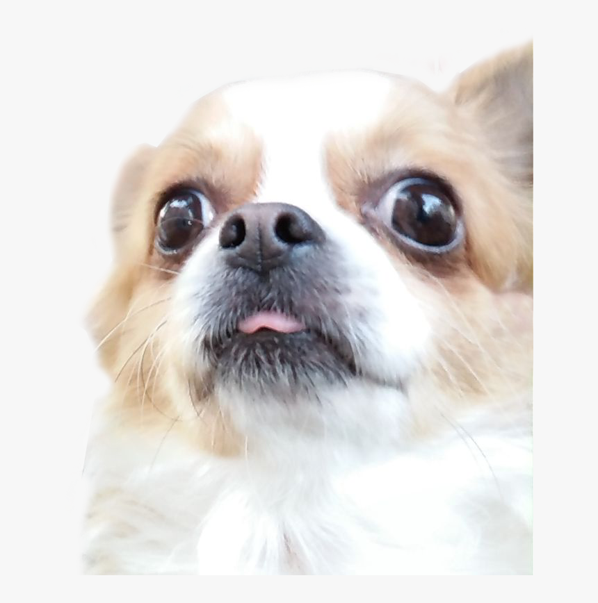 #ftestickers #pet #funny #dog#freetoedit - Companion Dog, HD Png Download