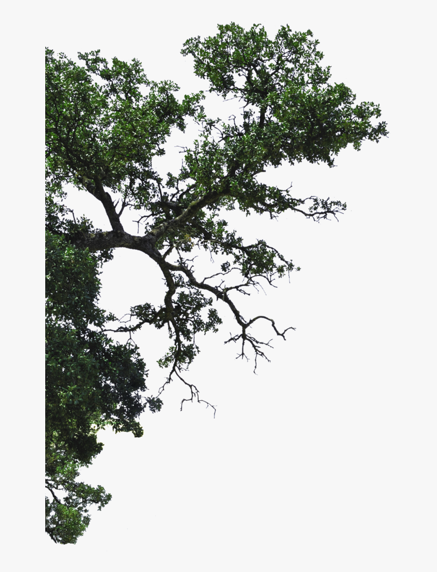 Profine Building Group Pty Ltd Tree Branch - Tree Branch Png, Transparent Png