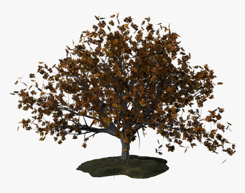 Arvores De Outono Png, Transparent Png