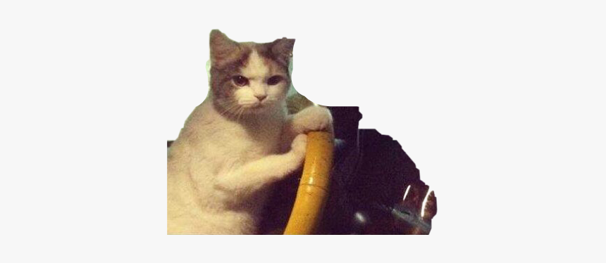 Get In The Car Cat, HD Png Download