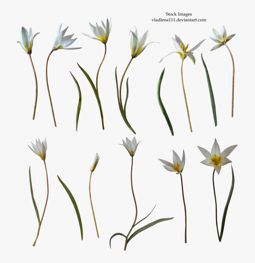 Hd Spring Flowers Png, Transparent Png
