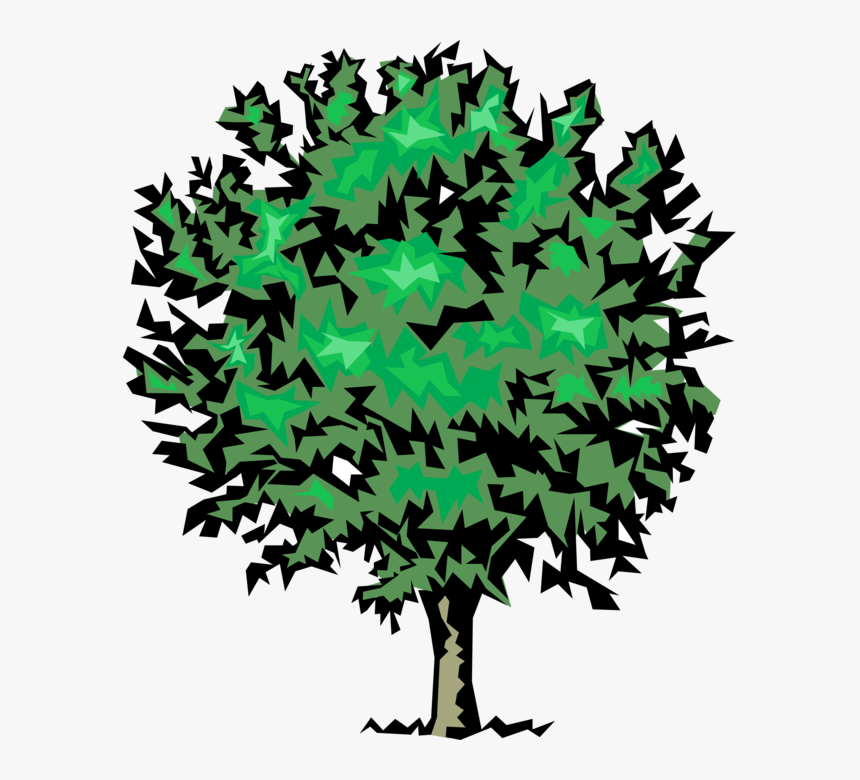 Vector Illustration Of Mature Deciduous Tree - Maple Leaf, HD Png Download