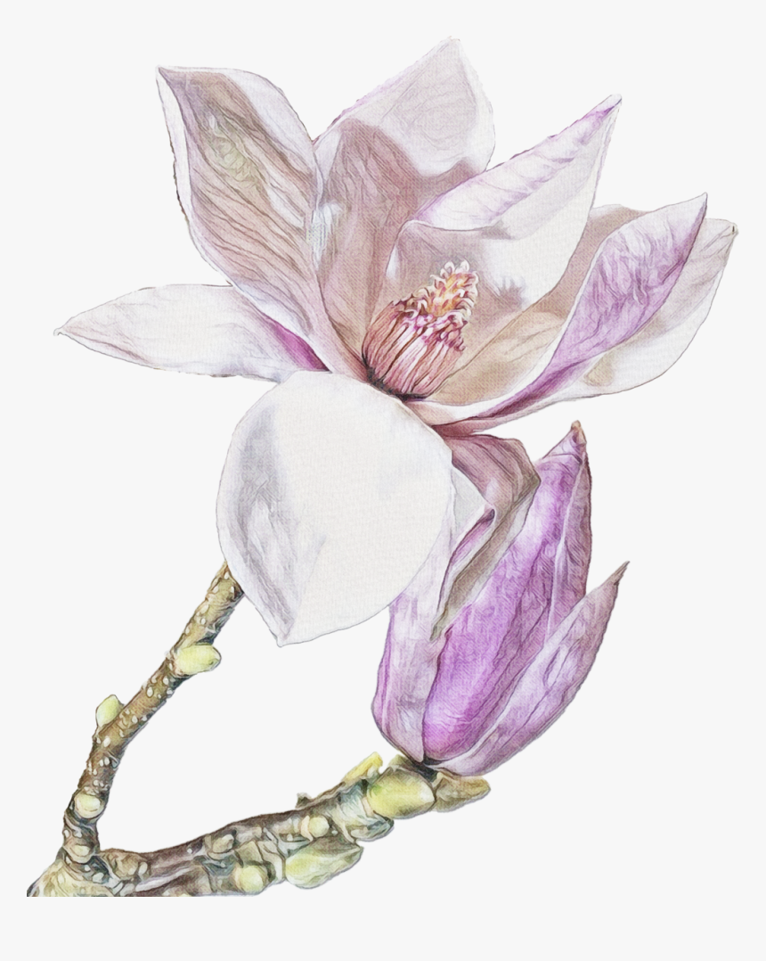 Magnolia Free, HD Png Download