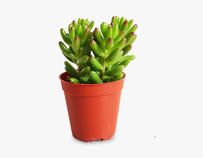 Flowerpot, HD Png Download