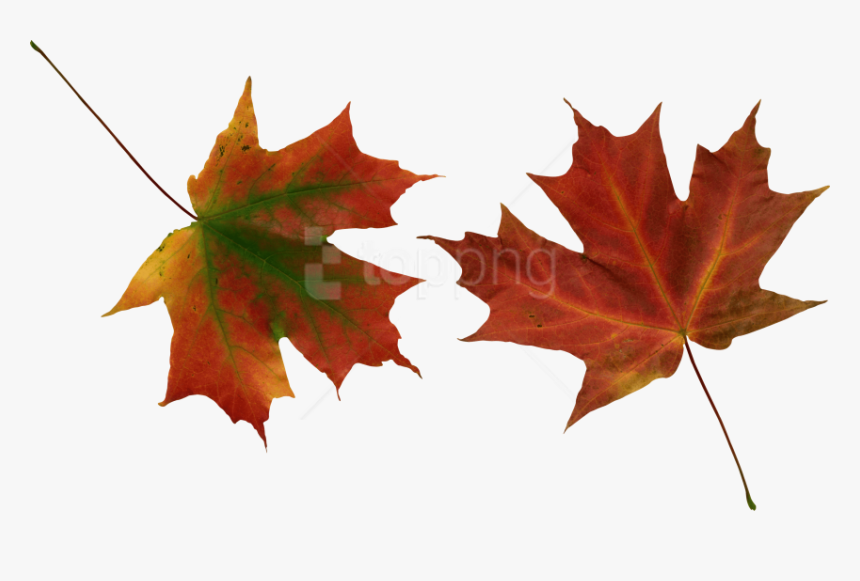Free Png Autumn Leaves Png Images Transparent - Hoja Seca De Otoño, Png Download