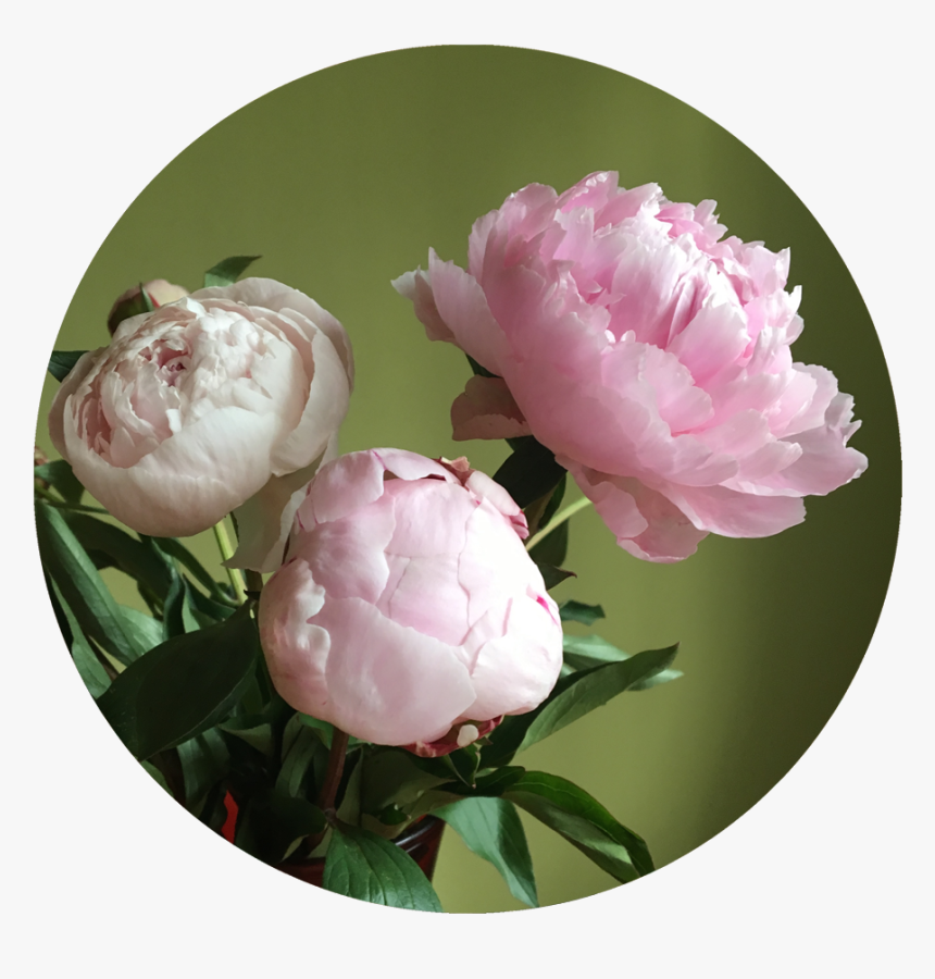 Pink Peony Wedding - Common Peony, HD Png Download