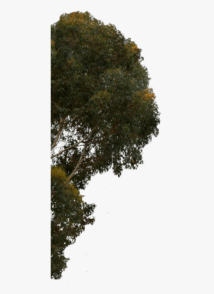 Pond Pine, HD Png Download