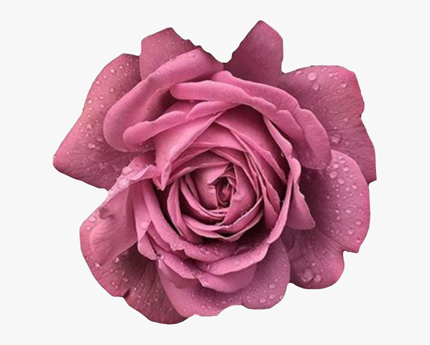 #rose #rosesflower #rosespink #pink #pinkrose #flower - Floribunda, HD Png Download