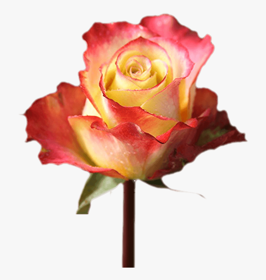Valentine S Day Fundrasing With Flowers Single Roses - Floribunda, HD Png Download
