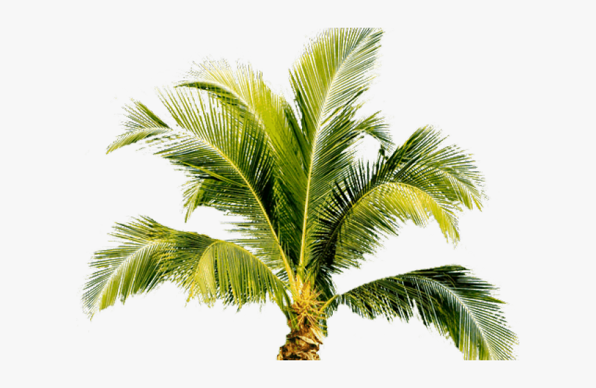 Palm Tree Png Transparent Images - Small Palm Tree Png, Png Download