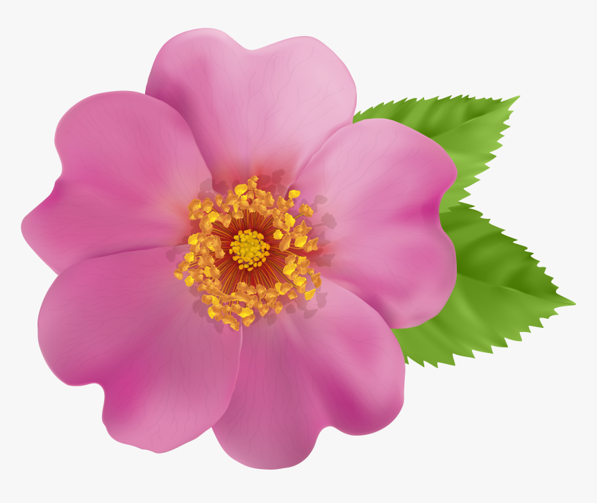 Wild Rose Clipart Border Picture Transparent Wild Rose - Wild Rose Clip Art, HD Png Download