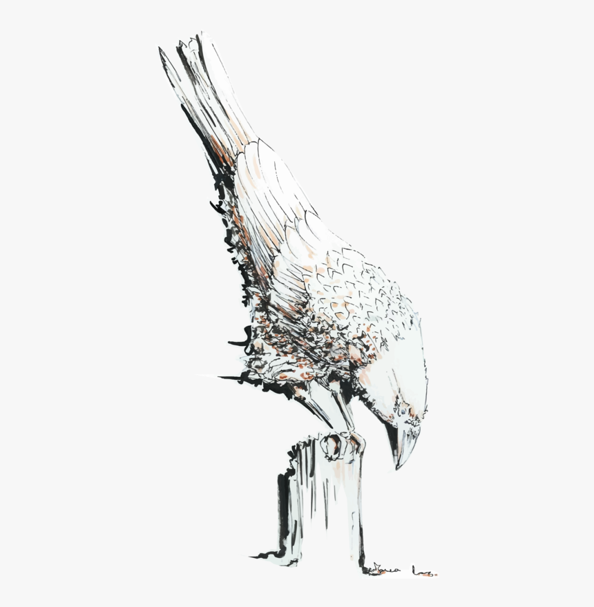 Red-tailed Hawk, HD Png Download