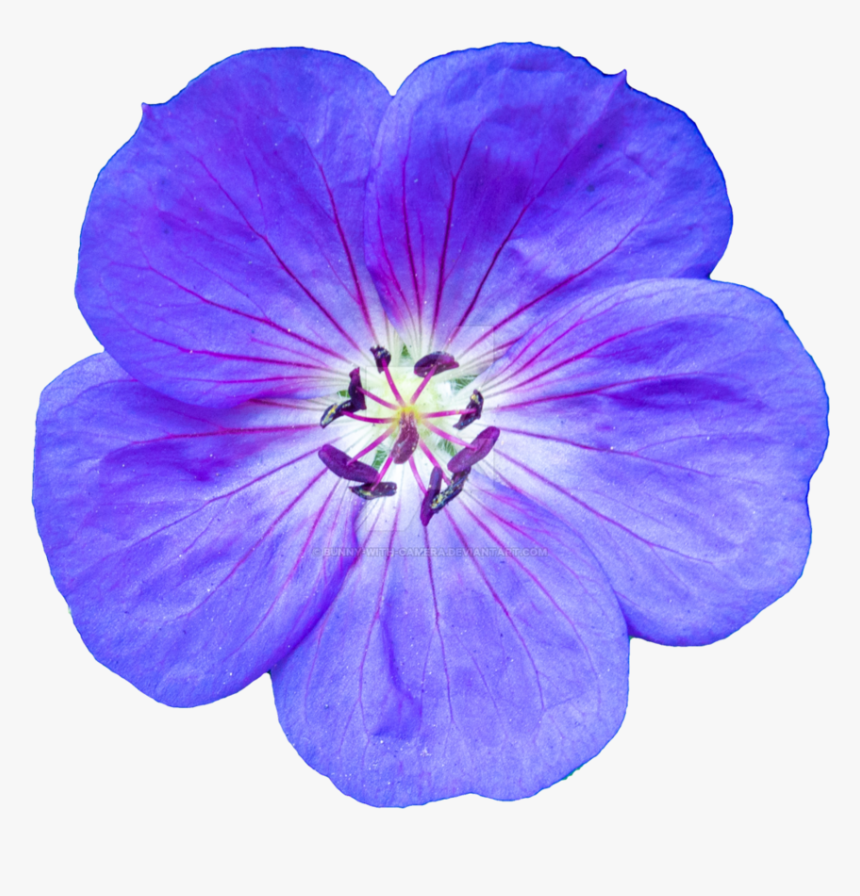 Baby Blue Eyes, HD Png Download