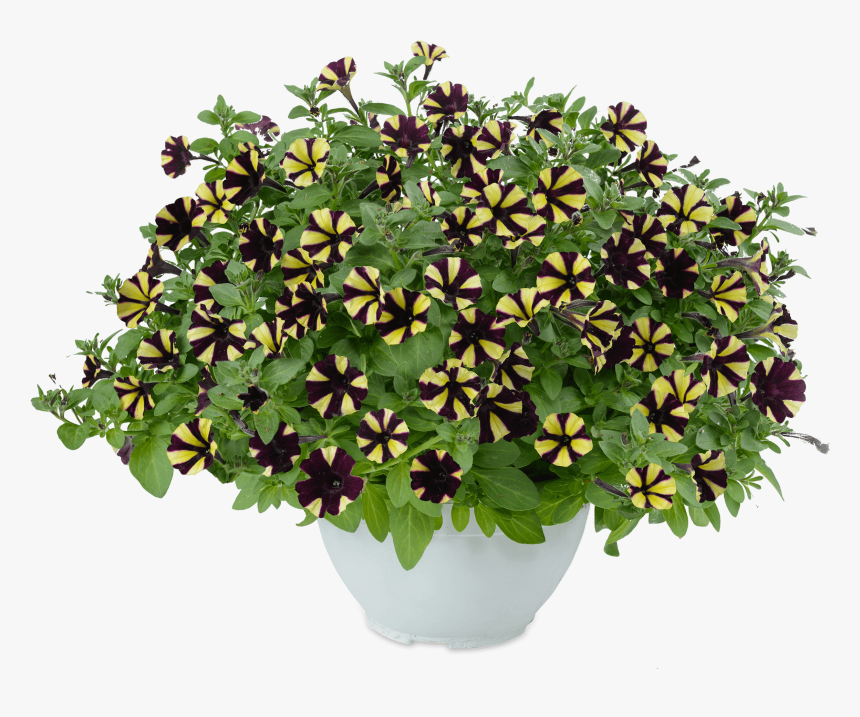 Zahradni Chryzantema, HD Png Download