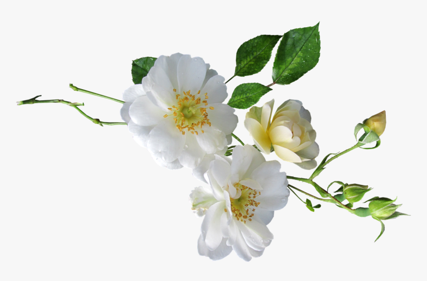Rose White Single Free Photo - White Single Flower Png Transparent, Png Download