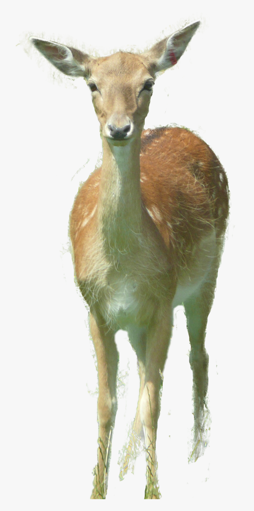 Deer - Roe Deer, HD Png Download