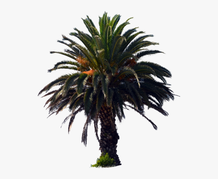 Png Dates Palm Trees - Palm Oil Tree Png, Transparent Png