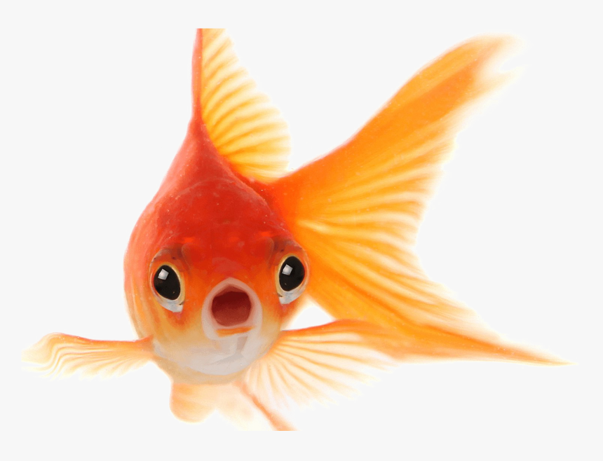 Goldfish Png Photo - Goldfish Has A Memory Span Of Three Seconds, Transparent Png