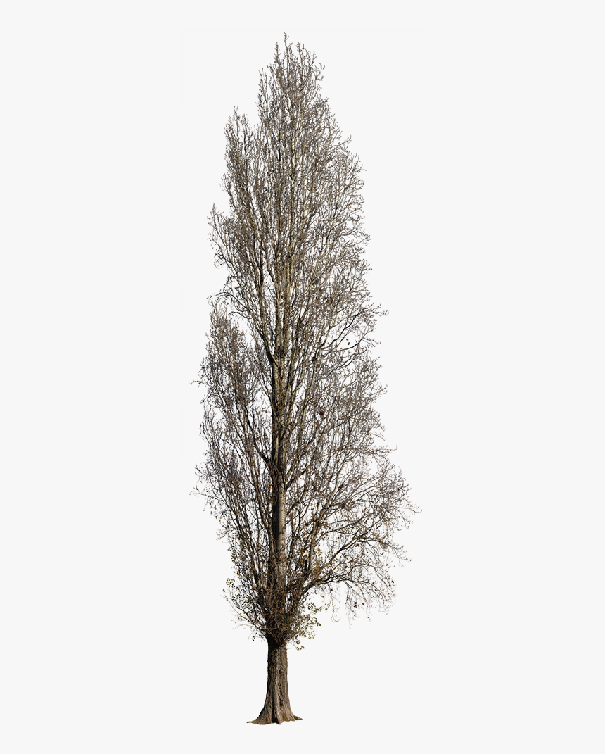Pond Pine, HD Png Download