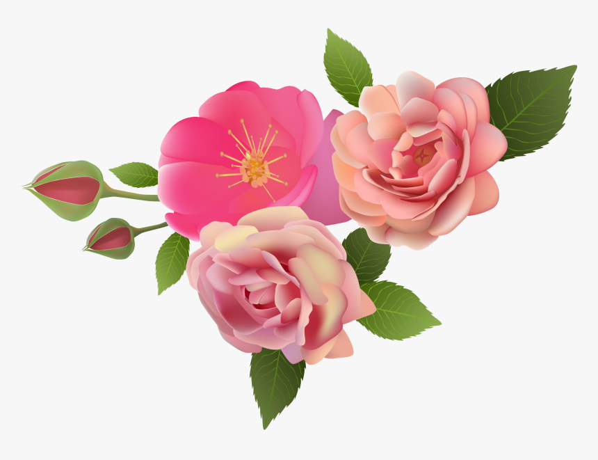 Garden Roses, HD Png Download