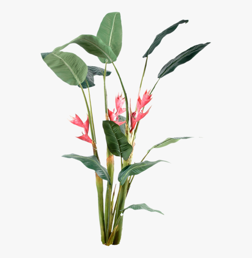Lake Flowers Png, Transparent Png