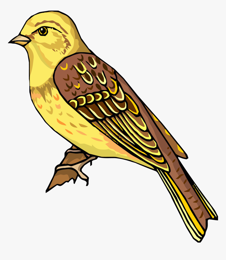 Transparent Snow Bird Clipart - Realistic Bird Clipart, HD Png Download