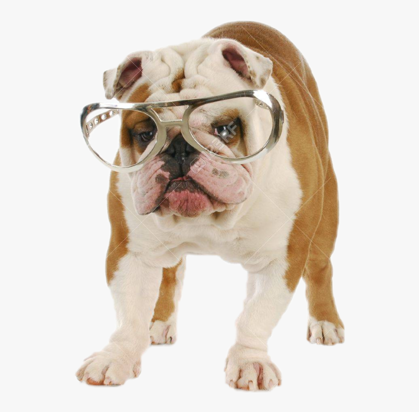 #dog #funny #sunglasses - Bulldog Ingles Con Anteojos, HD Png Download
