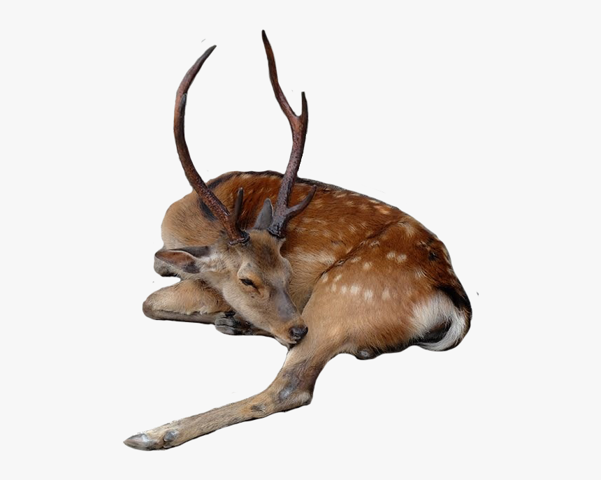 #deer #fallowdeer #buck #stag #sleeping #wildlife #animal - Roe Deer, HD Png Download