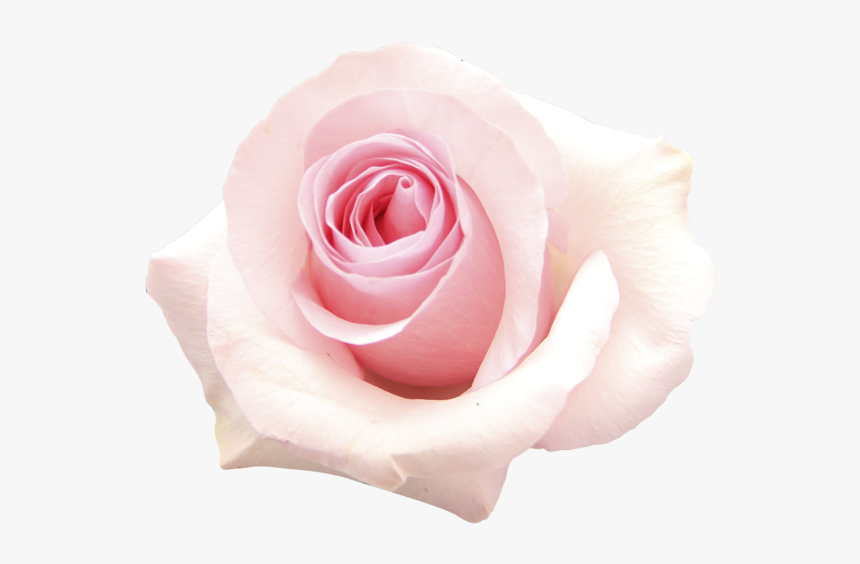 Floribunda, HD Png Download