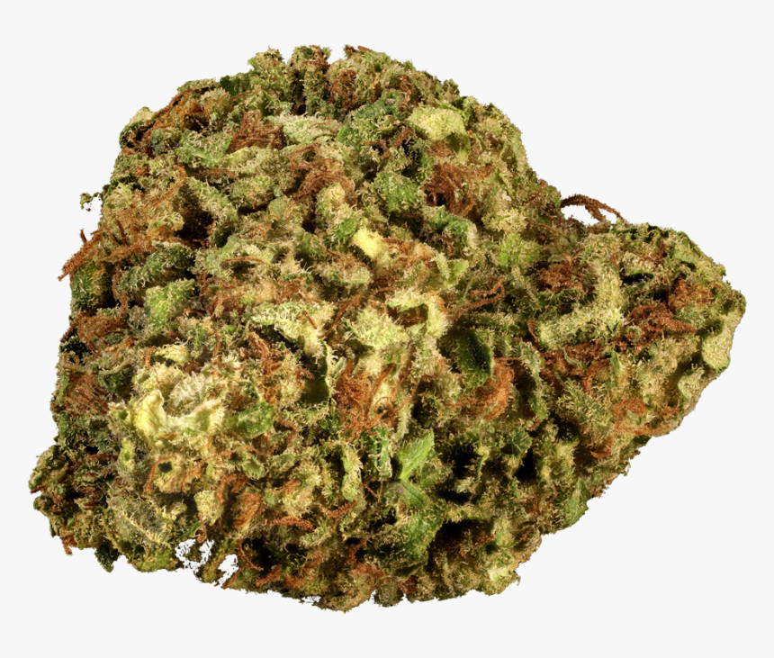 Yellow Fir, HD Png Download