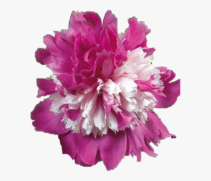 #peony #freetoedit - Paeonia Celebrity, HD Png Download