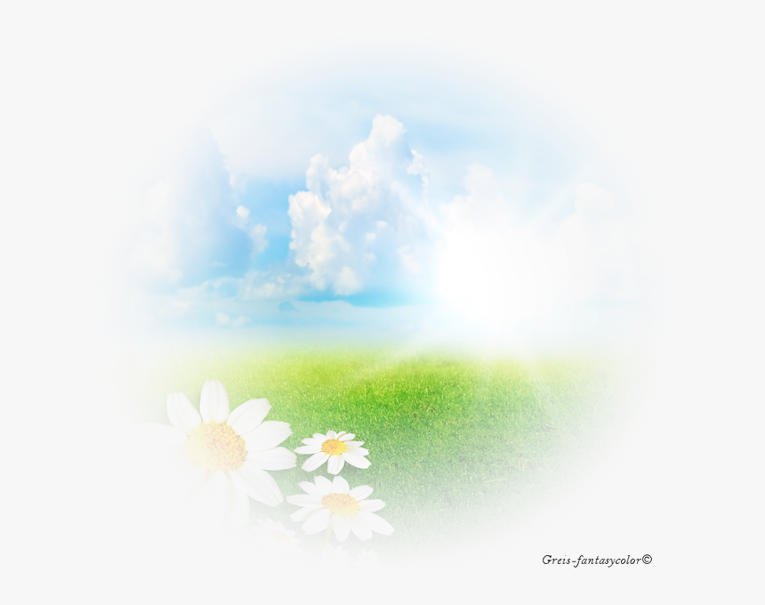 African Daisy, HD Png Download