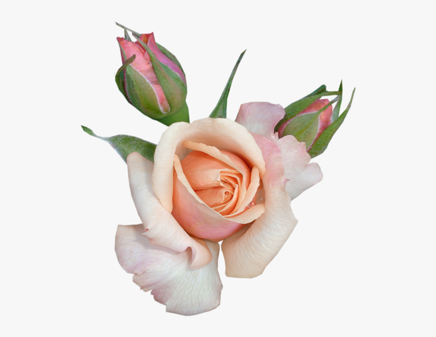 Rose Clip Art Transparent Beautiful Rose With Buds - Happy Sabbath Blessings, HD Png Download