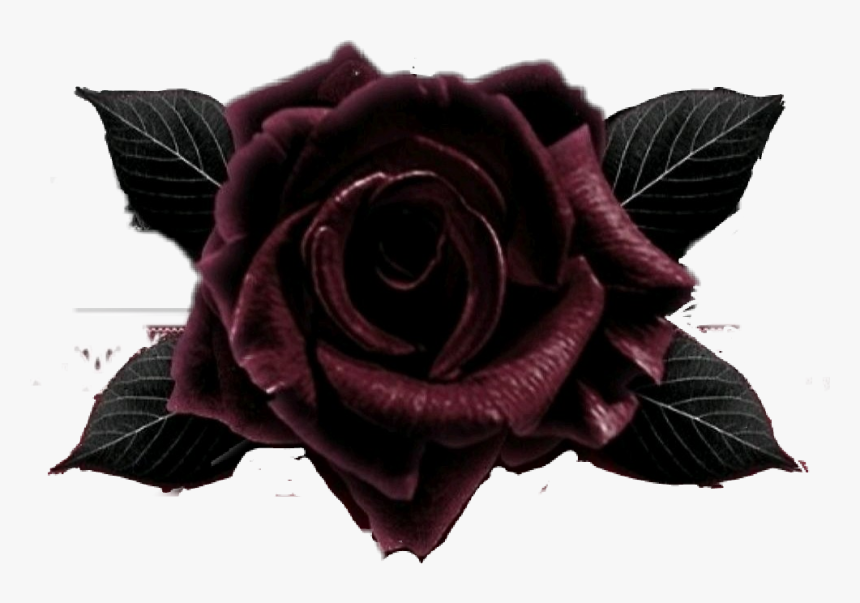 #blackrose - Garden Roses, HD Png Download