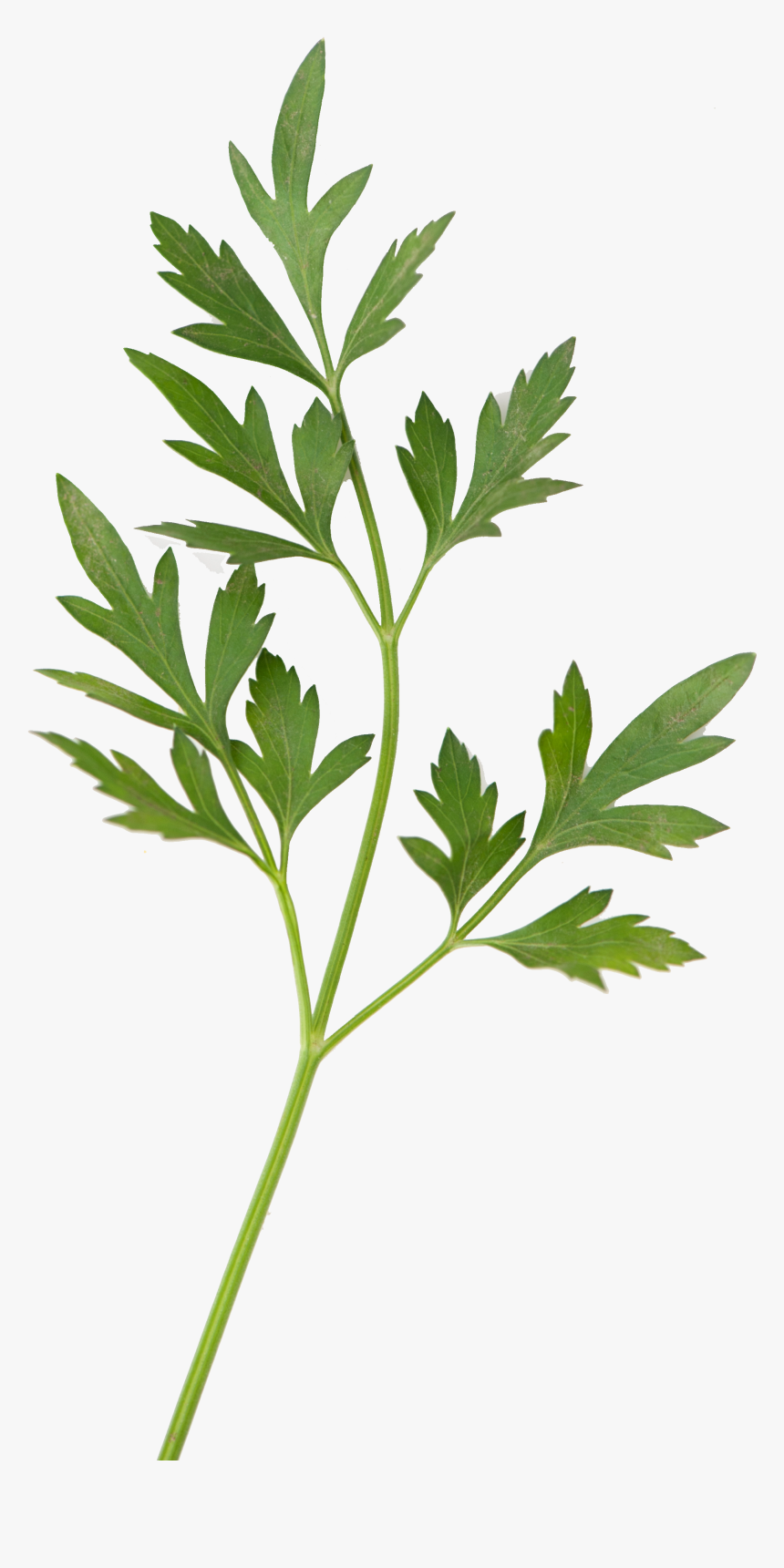 Inta Chicos - Perejil - Hojas, HD Png Download