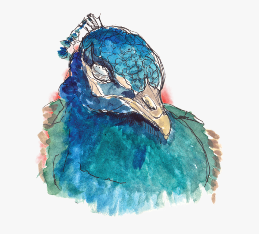 Peacock Watercolor/ink On Paper, HD Png Download